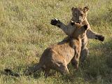 Africa 059 : Africa, Animal, Botswana, Lion, Mammal, Okavango, Vumbura Plains